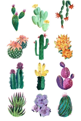 Picture of COLLECTION OF CACTI
