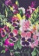 Picture of PINK PANSIES ON DARK PURPLE