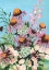 Picture of ECHINACEA PURPUREA