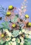 Picture of ECHINACEA BLUE SKY