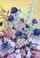 Picture of ECHINACEA COBALT BLUE
