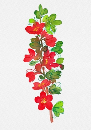 Picture of JAPANESE QUINCE OR CHAENOMELES JAPONICA BOTANICAL PAINTING