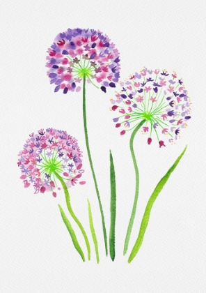 Picture of GIANT ONION OR ALLIUM GIGANTEUM BOTANICAL PAINTING