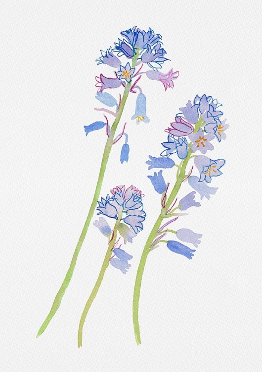 Picture of SPANISH BLUEBELL OR HYACINTHOIDES HISPANICA BOTANICAL PAINTING