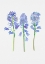 Picture of SPANISH BLUEBELL OR HYACINTHOIDES HISPANICA BOTANICAL ILLUSTRATION