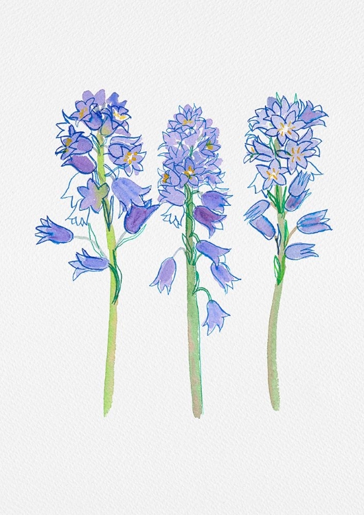 Picture of SPANISH BLUEBELL OR HYACINTHOIDES HISPANICA BOTANICAL ILLUSTRATION