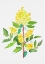 Picture of OREGON GRAPE OR MAHONIA AQUIFOLIUM BOTANICAL PAINTING