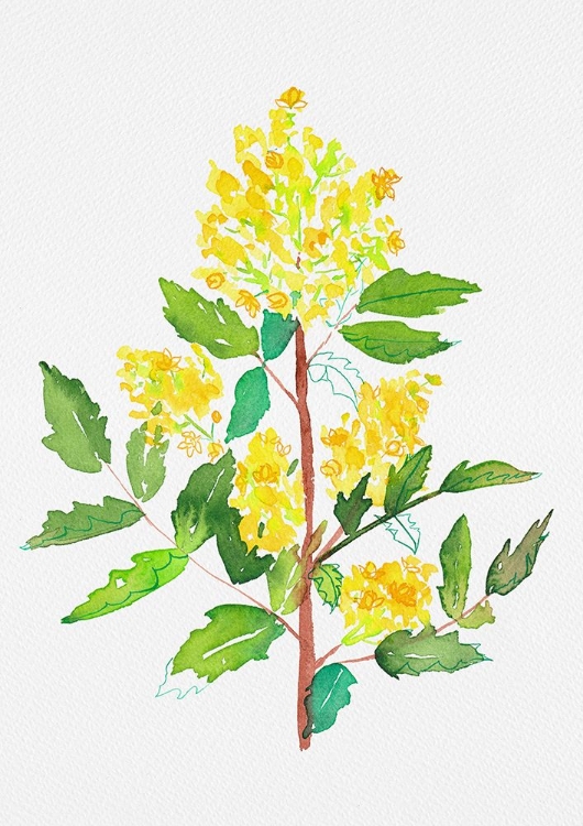 Picture of OREGON GRAPE OR MAHONIA AQUIFOLIUM BOTANICAL PAINTING