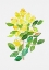 Picture of OREGON GRAPE OR MAHONIA AQUIFOLIUM BOTANICAL PAINTING