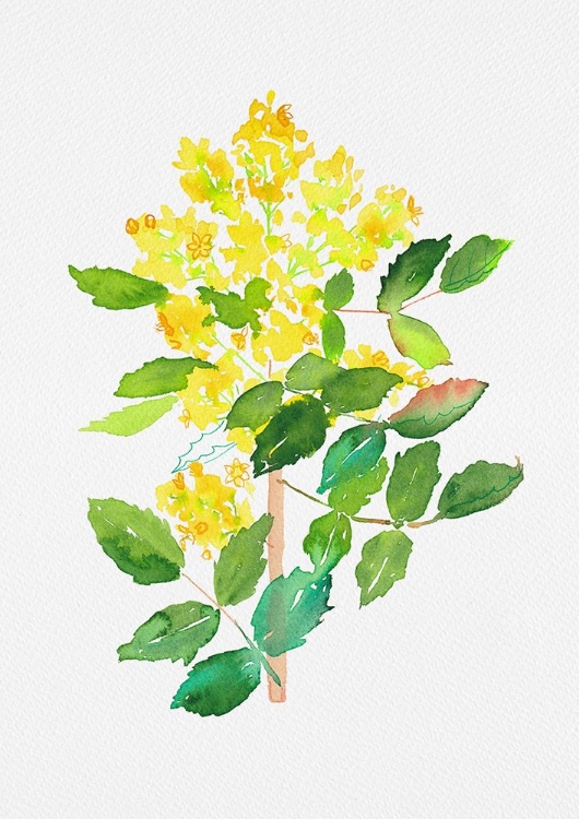 Picture of OREGON GRAPE OR MAHONIA AQUIFOLIUM BOTANICAL PAINTING