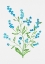 Picture of WOOD FORGET-ME-NOT OR MYOSOTIS SYLVATICA BOTANICAL PAINTING