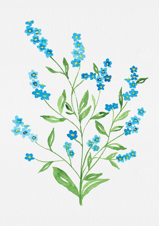 Picture of WOOD FORGET-ME-NOT OR MYOSOTIS SYLVATICA BOTANICAL PAINTING