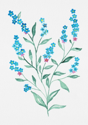 Picture of WOOD FORGET-ME-NOT OR MYOSOTIS SYLVATICA BOTANICAL PAINTING