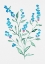 Picture of WOOD FORGET-ME-NOT OR MYOSOTIS SYLVATICA BOTANICAL PAINTING