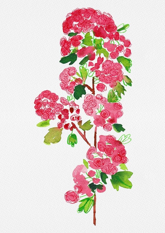 Picture of CRATAEGUS LAEVIGATA PAULS SCARLET BOTANICAL PAINTING