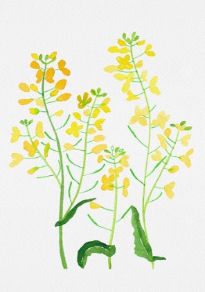 Picture of RAPESEED OR BRASSICA NAPUS BOTANICAL PAINTING