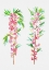 Picture of DWARF RUSSIAN ALMOND OR PRUNUS TENELLA BOTANICAL PAINTING