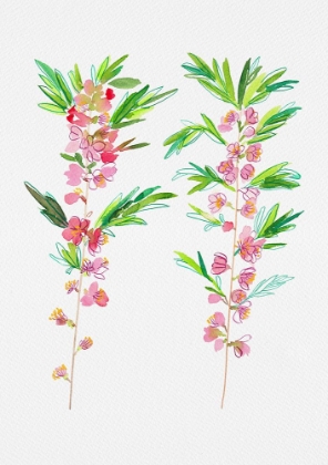Picture of DWARF RUSSIAN ALMOND OR PRUNUS TENELLA BOTANICAL PAINTING