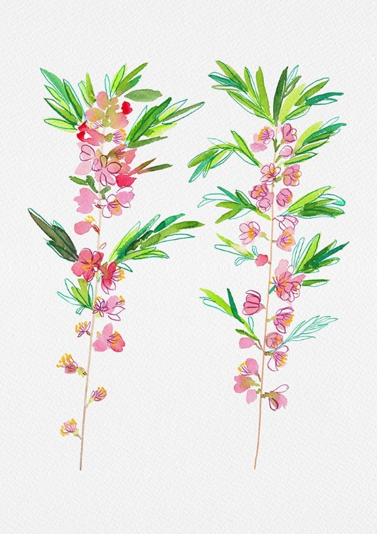 Picture of DWARF RUSSIAN ALMOND OR PRUNUS TENELLA BOTANICAL PAINTING