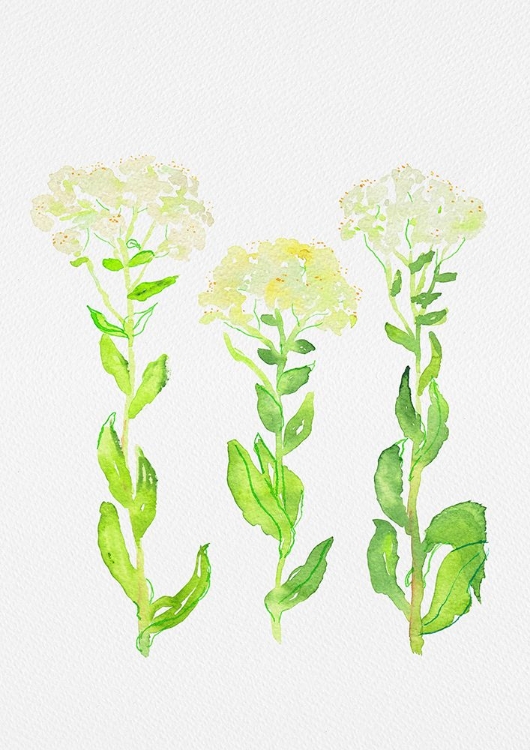 Picture of HOARY CRESS OR LEPIDIUM DRABA BOTANICAL PAINTING