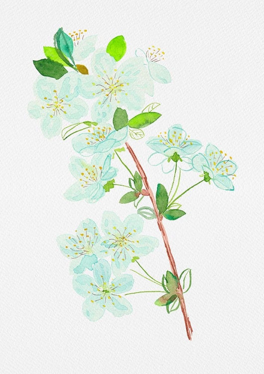 Picture of WILD CHERRY OR PRUNUS AVIUM BOTANICAL PAINTING