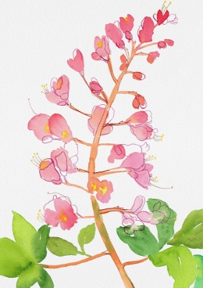 Picture of RED HORSE-CHESTNUT OR AESCULUS A? CARNEA WITH WATERCOLOR AND INK