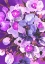 Picture of PURPLE ORCHID