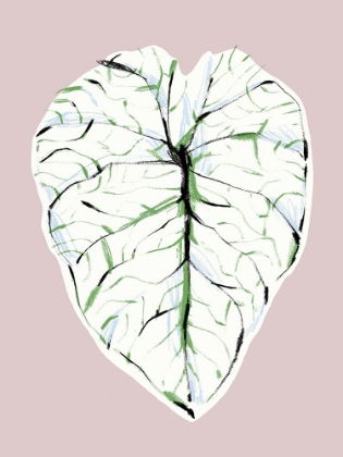 Picture of ALOCASIA MELO LIGHT