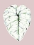 Picture of ALOCASIA MELO LIGHT