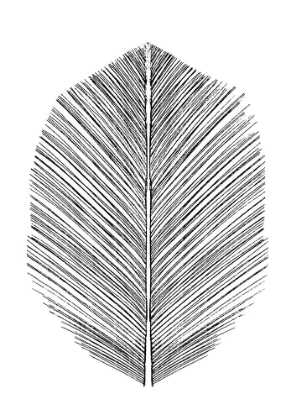 Picture of FEATHER