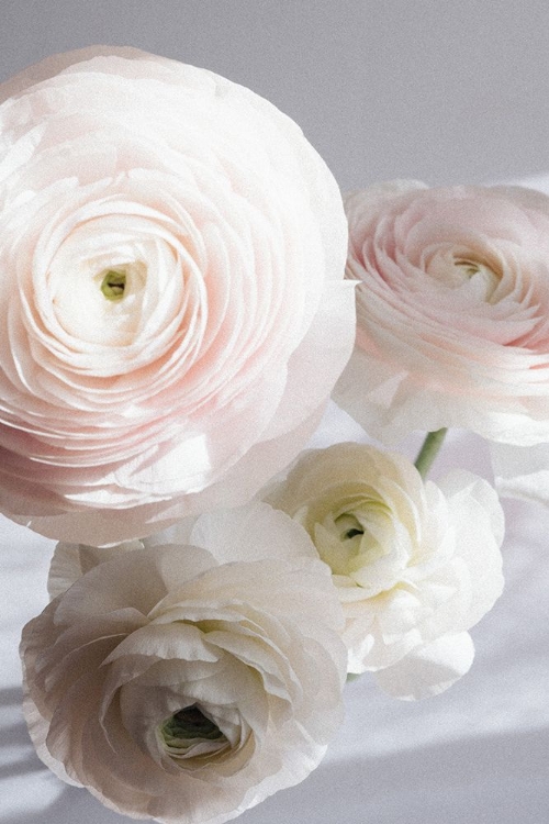 Picture of SOFT RANUNCULUS