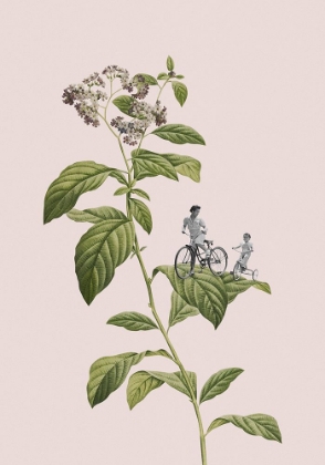 Picture of BOTANICAL CYCLING