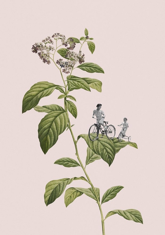 Picture of BOTANICAL CYCLING