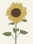 Picture of SUNFLOWER 1