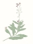 Picture of WILDFLOWER FORGET ME NOTS