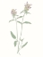 Picture of WILDFLOWERS HEAL ALL