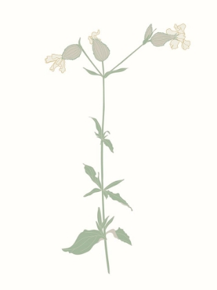 Picture of WILDFLOWER CHAMPION