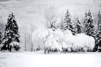 Picture of WINTER SNOW