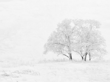 Picture of WINTER WHITE