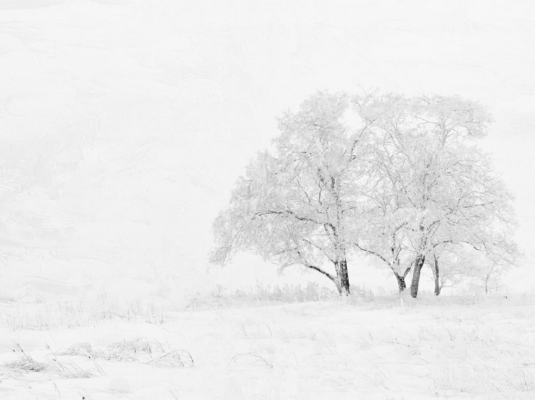 Picture of WINTER WHITE