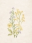 Picture of WILDFLOWERS 1