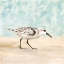 Picture of SANDPIPER WALK 1