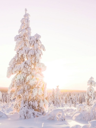 Picture of COTTON CANDY CHRISTMAS