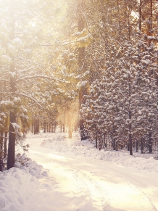 Picture of MAGICAL WINTER PATH