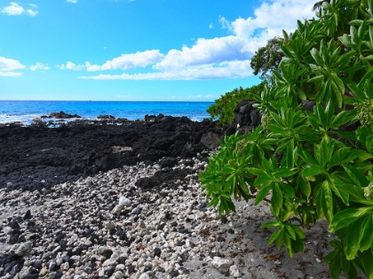 Picture of SHORELINE  PATH