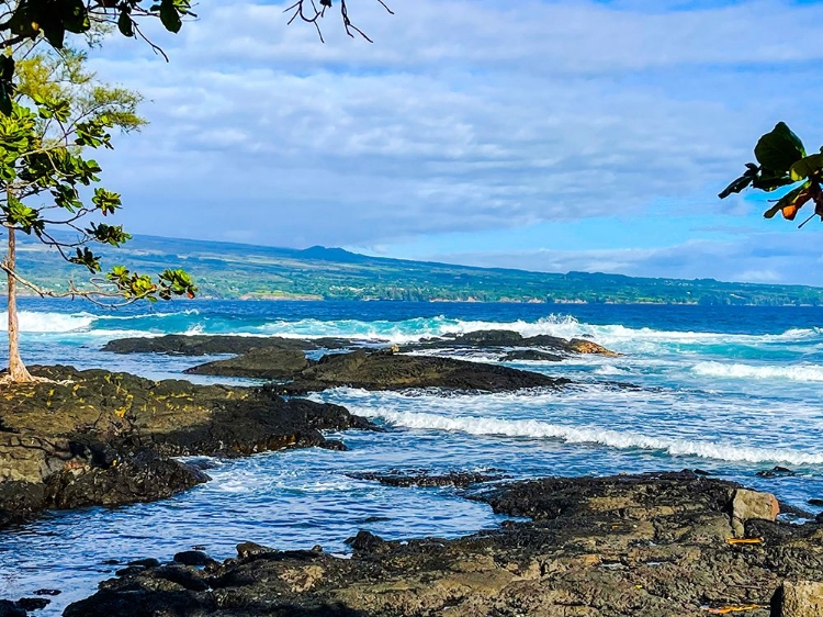 Picture of HAMAKUA GAZE