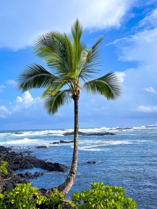 Picture of PALM CALM
