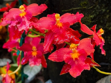 Picture of COY ORCHIDS IN RED