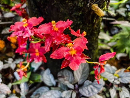 Picture of CURLY ORCHID HUG