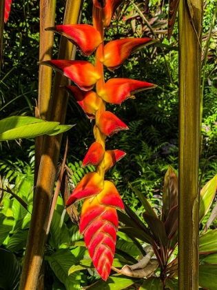 Picture of HELICONIA DROP